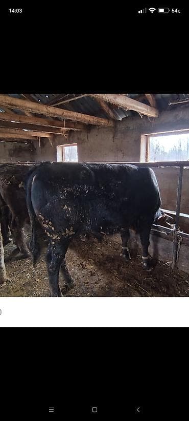 брама белый: Продаю | Бык (самец) | На откорм | Племенные — 1