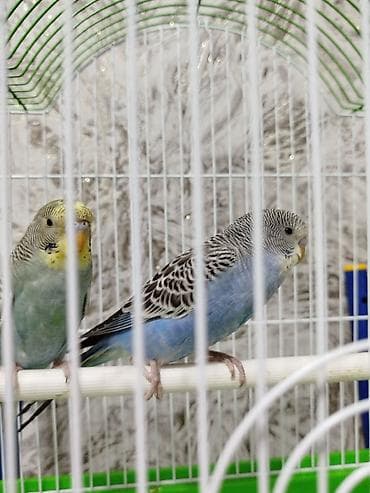 рэгдолл бишкек: Продаются попугаи 🐦 Весёлые, ручные и общительные — быстро — 4