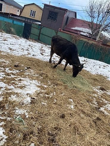 4 5мм: Сатам | Уй (ургаачы) | Алатоолук | Көбөйтүү үчүн — 3