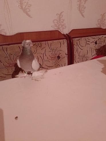 тоюта: Голубь двухчубый закрытый игрой продаю или обмен. на белую голубку — 1