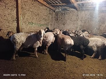 ендей чоп: Продаю | Ягненок | Для разведения — 2