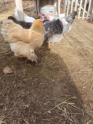 грызуны домашние: Продаю | Куры | Домашняя | Несушки — 5