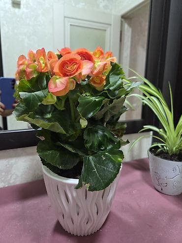 кала: Зигокактус (рождественник, шлюмбергера) штамбовой формы в горшке. - — 4