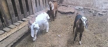 Продаю | Козлёнок | Полукровка | Для разведения