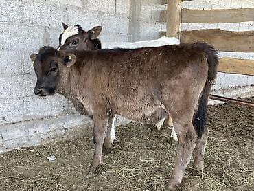 элитные каровы: Продаю | Музоо, торпок | На откорм — 1