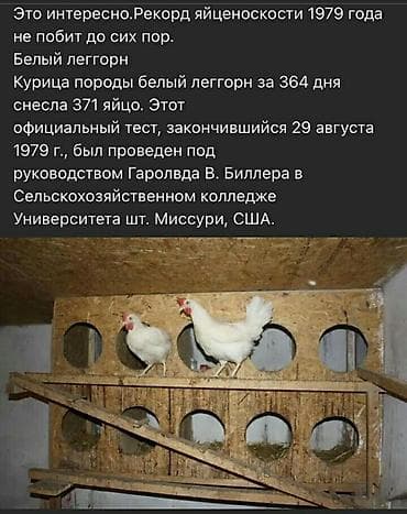 хара: Сатам | Балапандар | Леггорн | Жумуртка туудуруу үчүн — 4