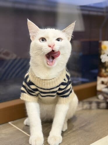 морковь на корм: В добрые руки котенок, мальчикмесяца 4 на вид, ласковый, приучен к — 6