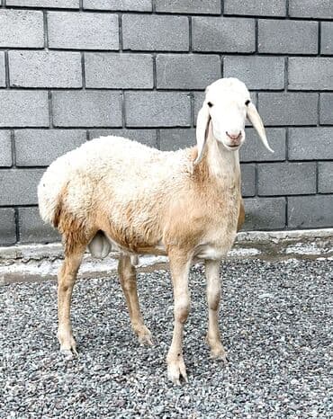 продаю музоо торпок корова самка бык самец айрширская ангус алатауская на забой для разведения на откорм племенные нетель привязанные: Продаю | Овца (самка), Ягненок, Баран (самец) | Гиссарская, Арашан | Для разведения | Племенные, Котные, Осеменитель — 1