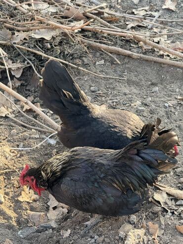 вольеры для собак бу: Продаю | Петух, Куры — 4