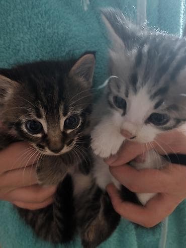 отдам кота даром: Котята, 2 малыша из одного помёта: - Окрас: один тигровый табби с — 10