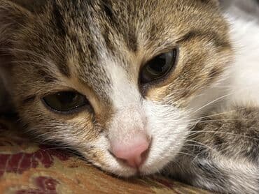 Очаровательные котята Отдам в добрые руки - Разные окрасы