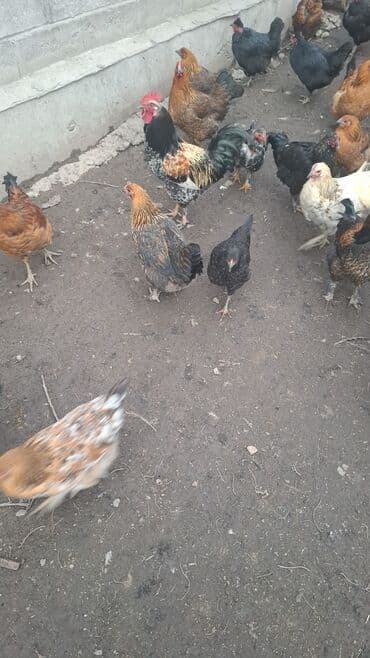 купить корм для перепелов несушек: Продаю | Куры | Домашняя | Несушки — 2