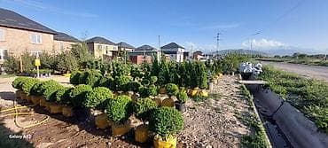 туя смараг: Саженцы деревьев: Платная доставка — 3