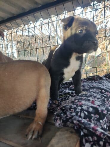 собаки и щенки в дар: Щенки К Продаже готовы Питбуль кушают самостоятельно Срочная цена — 9