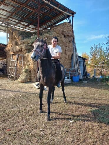 собака для охраны: Продаю | Конь (самец) | Рабочий — 2