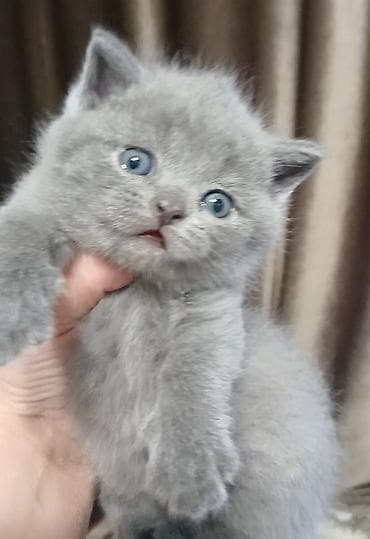 короткошёрстная: Британский короткошёрстный котёнок, окрас блю (голубой) — 7