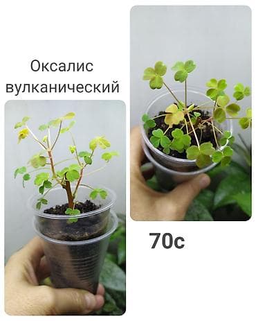 саженцы в оше: Комнатные растения: традесканция Пинк Парадайз (Pink Paradise) — 5