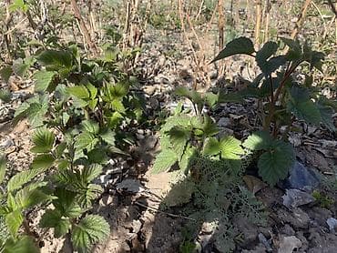 бетон чолпон ата: Малина кочот сатылат сорт пшехиба элитный сорт — 4