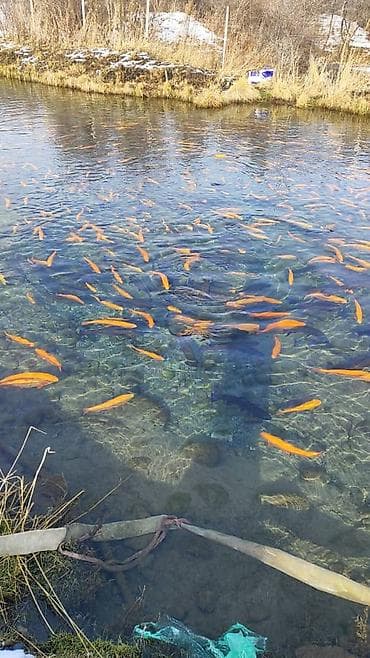 малек амур: Икра осетровая «Русское море» — Сибирский осётр, зернистая. - Тип — 2