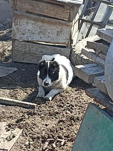 щенки ротвелера: Собака крупной породы, окрас белый с чёрными пятнами, пушистый густой — 1