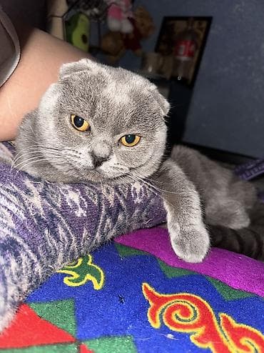 Шотландская вислоухий кот (Scottish Fold), окрас: сплошной голубой