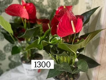 Чарбалык товарлар: Комнатные декоративные растения в горшках: - Антуриум (красные — 1