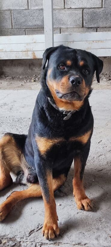 Вязка: Ротвейлер, Самец, 2 года, С прививкой at lalafo.kg Вязка: Ротвейлер, Самец, 2 года, С прививкой