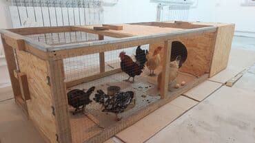 дом для куриц: Клетка для птицы, цыплят и тд изготовленная из дерева и металлической — 5