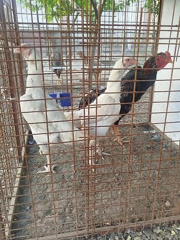 же алмашам: Сатам | Тооктор — 2