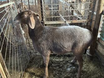 продажа щенков немецкой овчарки в бишкеке с документами: Продаю | Овца (самка) | Для разведения — 10