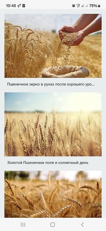 Үй жана бакча: Пшеница (зерно) - Культура: мягкая пшеница - Назначение: мукомолье — 1