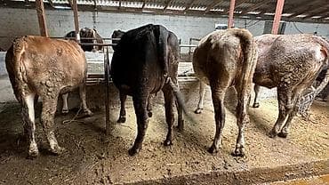 яйца черепахи: Продаю | Корова (самка), Бык (самец) | На откорм — 5
