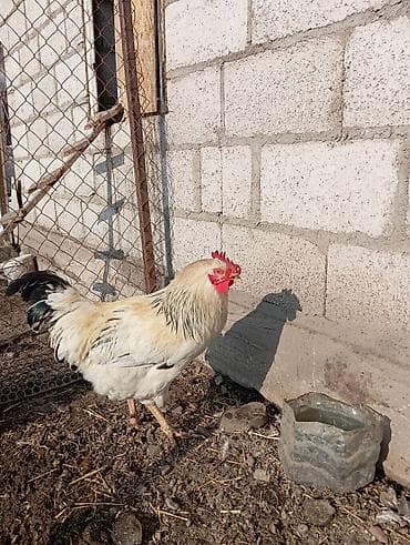 Зоотовары: Продаю | Петух | Для разведения — 1