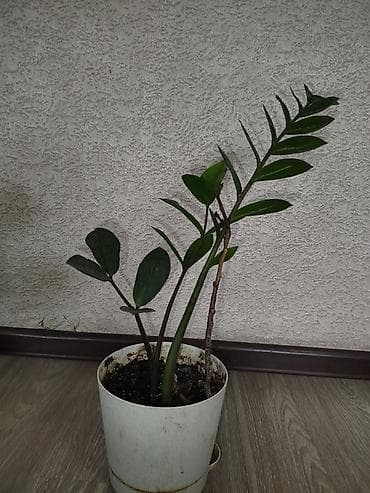 Комнатные растения в горшках 1) Замиокулькас (долларовое дерево) -