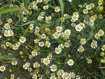 canon d80: Canon sx10is -5,5k — 6