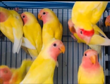 где купить инкубационное яйцо породистых кур: Розовощекие неразлучники а так же есть разные породы Волнистые Кареллы — 1