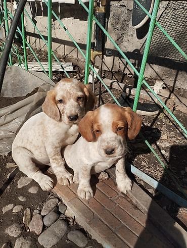 Үй жаныбарлары үчүн товарлар: Щенки спаниеля - Порода: спаниель (рабочего типа), выраженные — 1