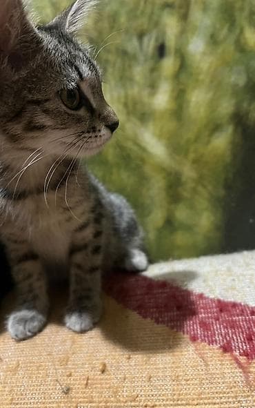 Отдам даром кошку: Отдам бесплатно 3-месячного котёнка вместе со всем необходимым для — 2
