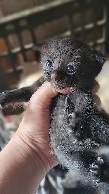 шотландский котята: Котята, помёт из нескольких малышей разного окраса: - чёрный - — 3