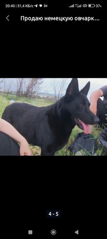 французский бульдог купить бишкек: Немецкая овчарка, 5 лет, Самка, С прививкой, С родословной — 5