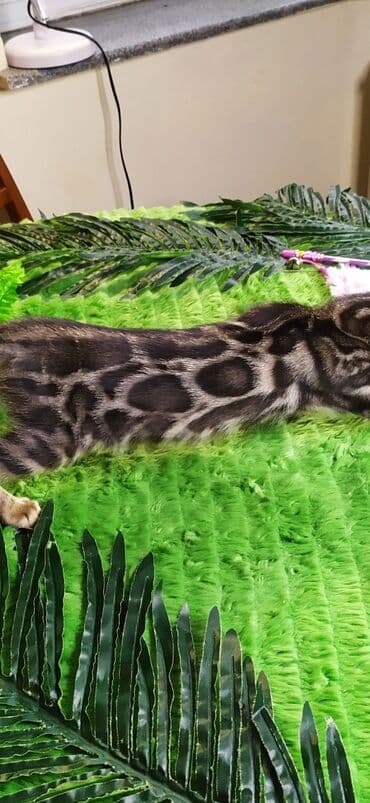 новорожденные котята: Друзья !!! питомник Бен Гла Мур с радостью предлагает новый помет. от — 9