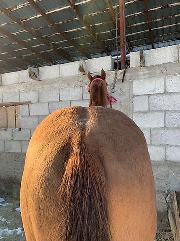 сколько стоит хаски в кыргызстане: Продаю | Жеребец — 3