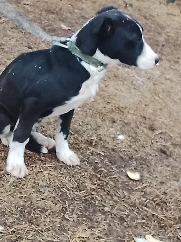 собака мальтипу: Щенок среднего размера, черно-белого окраса с белой маской на морде и — 1