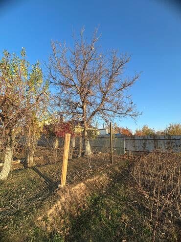 сколько стоит грецкий орех в бишкеке: Орех, жангак бак . 25 лет — 2