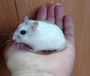 Деңиз чочколору: Продаются хомячки джунгарские, сирийские, ангорские пушистые хомячки — 6