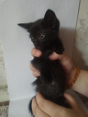 Мышыктар: Котята, помёт разноокрасочный: - Черный короткошёрстный котёнок с — 5