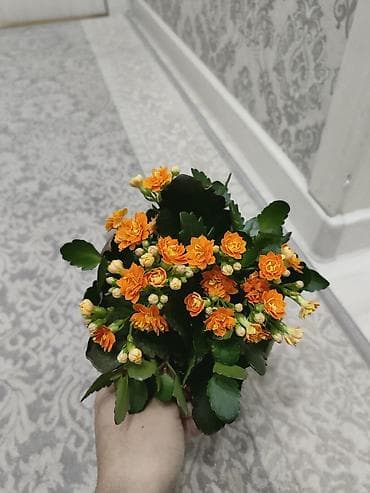 Каланхоэ: Комнатные цветы, очень красивые — 4