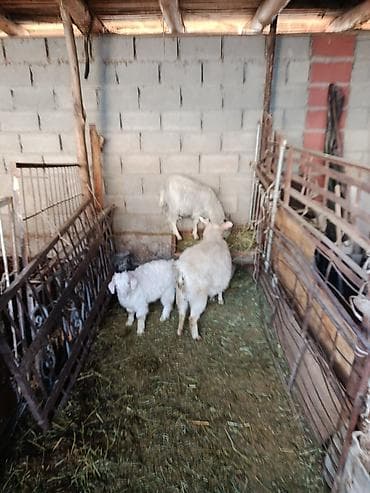 козу ягненок: Продаю | Коза (самка) | Для молока — 1