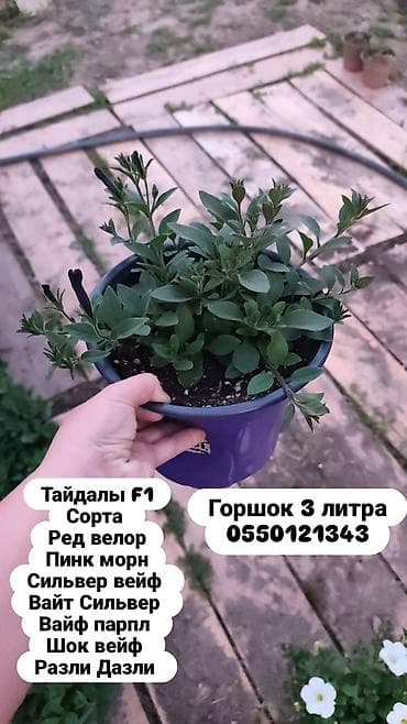 🌊 Тайдалы — это когда один куст выглядит как целая клумба. Растут