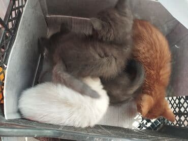 объявления о найденных животных: Котята, с доставкой - Окрас: серые (2 шт.), белый, рыжий. - Порода — 1